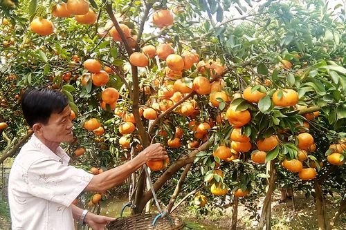 Khan hiếm quýt hồng đặc sản mùa tết