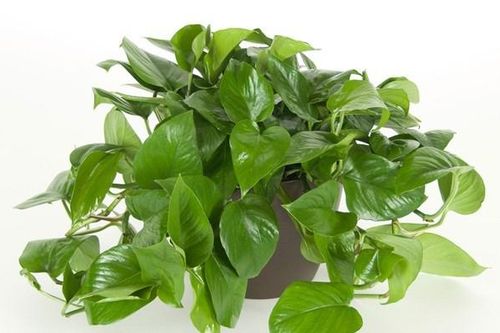 Những loại cây nhiều người ưa trồng trong nhà nhưng lại chứa nhiều chất cực độc