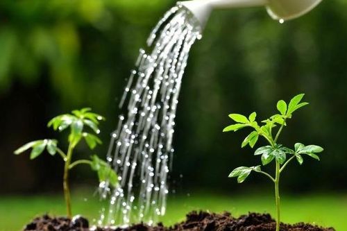 Tử vi Chủ nhật ngày 19/1/2020 của 12 cung hoàng đạo