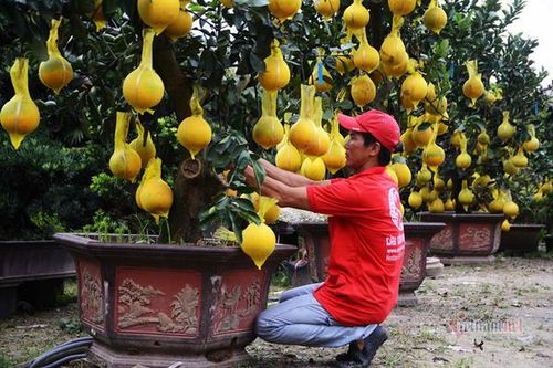 Bưởi Diễn bonsai 70 triệu đồng, đại gia Sài Gòn lùng mua không có