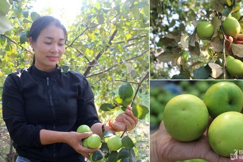 Trồng táo đại hái dịp Tết cho thu nhập cao ở 'phố núi'