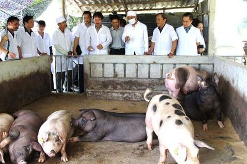 Bình ổn giá thịt heo sau đại dịch
