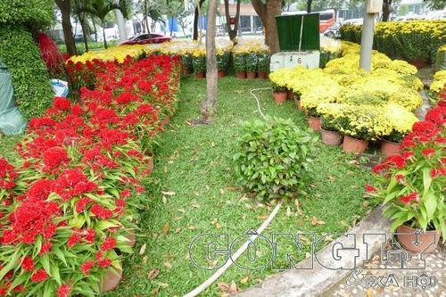 TPHCM: Đa dạng các loại cây cảnh phục vụ nhu cầu người dân trong dịp Tết