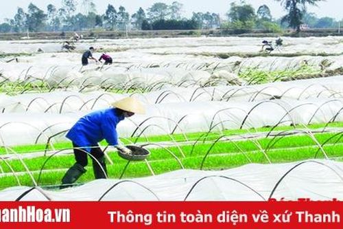 Toàn tỉnh đã gieo được 851,87 tấn mạ