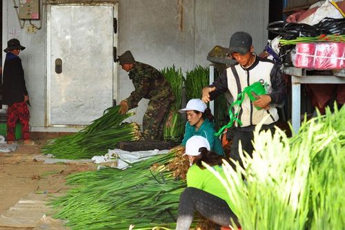 Cận tết, giá hoa lay ơn bất ngờ quay đầu lao dốc