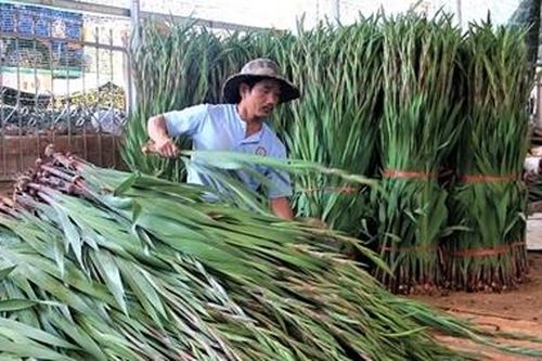Giá hoa rẻ như bèo, nhà vườn mất Tết