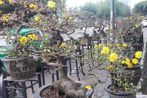 Lấy chậu mai để trừ nợ, kẻ cho vay nặng lãi bị bắt