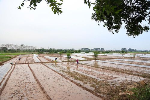 Ngoại thành Hà Nội rộn ràng gieo mạ vụ đông xuân