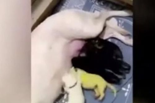 Chú chó sinh ra đã có bộ lông màu vàng chanh