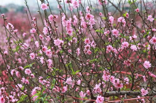 Sắc xuân về trên thủ đô