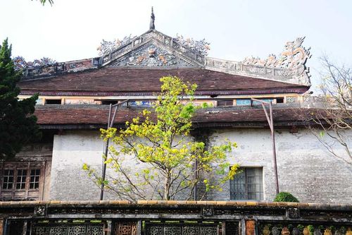 Chùm ảnh: Huế, Đà Nẵng rực rỡ sắc xuân