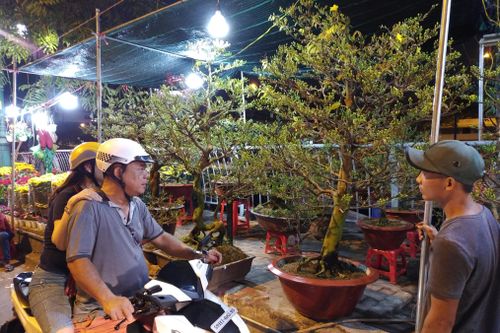 Gần 600 nhà vườn, nghệ nhân tham gia Hội hoa xuân 'Trên bến dưới thuyền'