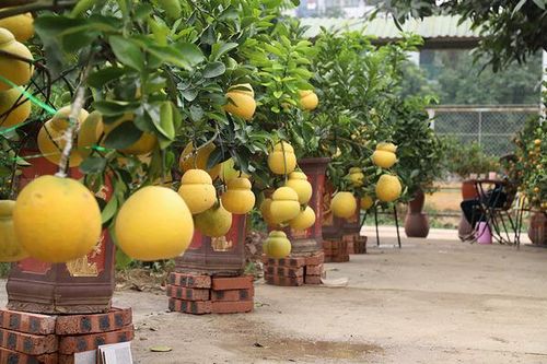 Vườn 'hồ lô' bên sông Hồng, Tết đến vợ chồng bận bịu thu tiền triệu