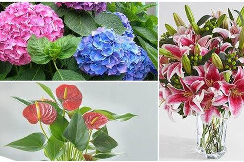 Thận trọng với những loài hoa đẹp chơi tết nhưng rất độc