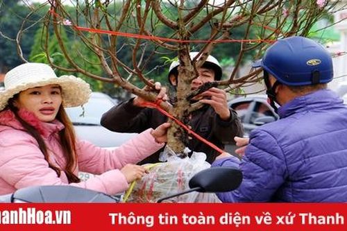 Chở đào, quất thuê kiếm tiền triệu mỗi ngày