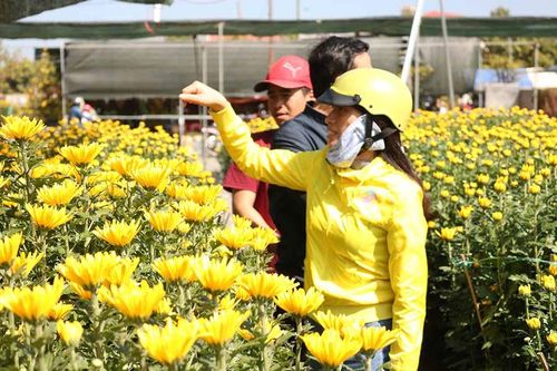 Chợ hoa Tết Canh tý 2020 tại Pleiku khách mua ít, tiểu thương lo lắng