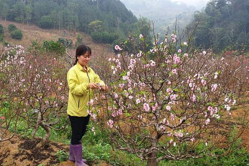Xuân Quang: Rộn ràng vào mùa đào tết