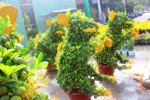 Ngắm 'đàn chuột' độc lạ từ quất bonsai