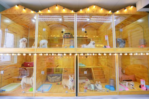 Chi tiền triệu gửi chó, mèo đi nghỉ khách sạn dịp Tết