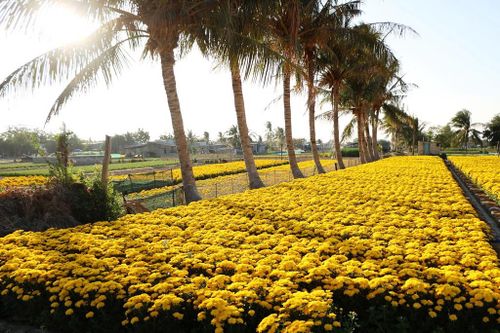 Rộn ràng làng hoa Mỹ Bình những ngày cận Tết