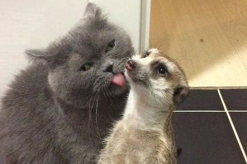 Tình bạn không ranh giới trong thế giới động vật khiến mọi trái tim tan chảy