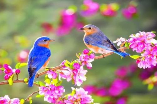 Hình như xuân vội vàng