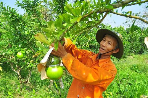 Trái cây độc, lạ 'cháy hàng'