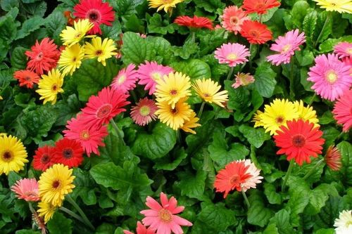 Năm mới cắm những loại hoa này, gia chủ vừa hạnh phúc vừa 'tiền vào như nước'