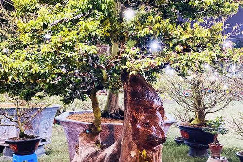 Cây khế 100 tuổi hình đầu chuột có giá nửa tỷ đồng ở Sài Gòn