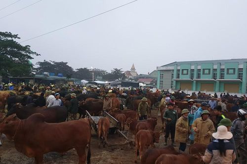 'Tất niên' phiên chợ trâu bò lớn nhất Bắc Trung Bộ
