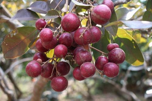 Cả vườn có 100kg nhãn tím, đánh ô tô xin mua nhưng bị từ chối