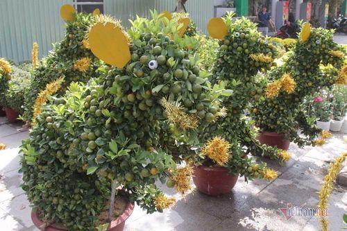 Quất tạo dáng 'Canh Tý' khuấy động chợ hoa Tết ở Quy Nhơn
