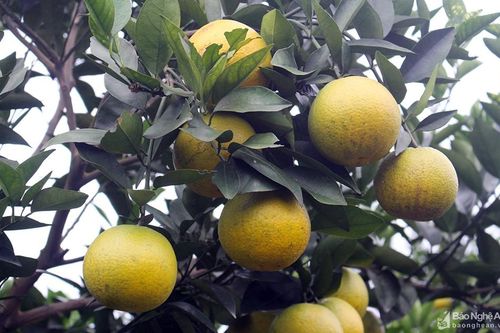 Nông dân Nghệ An ứng dụng công nghệ cao vào sản xuất cam