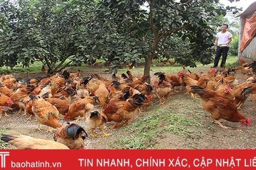 Gà đồi Thượng Lộc 'đắt giá', Tết này nông dân thu không dưới 2 tỷ đồng