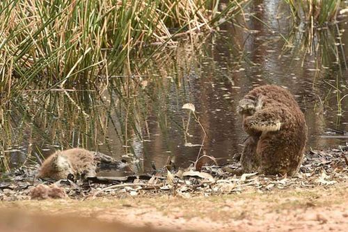 Xót xa gấu koala khóc than bên thi thể cháy đen của đồng bạn