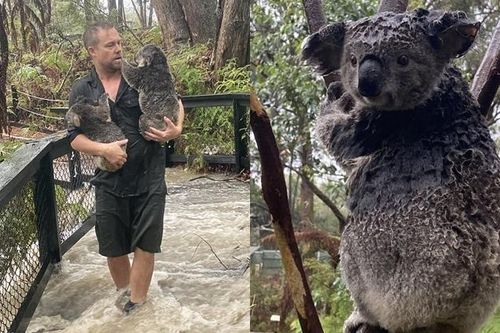 Hết cháy rừng, gấu Koala ở Australia lại đang bị đe dọa bởi lũ lụt