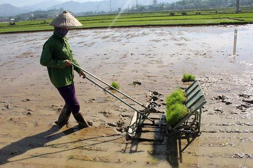 Rộn ràng sản xuất mùa vụ ngày giáp tết