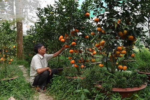 Trái cây chưng Tết được giá