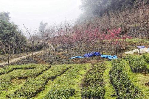 Có một 'Nhật Bản' ở Cao Sơn