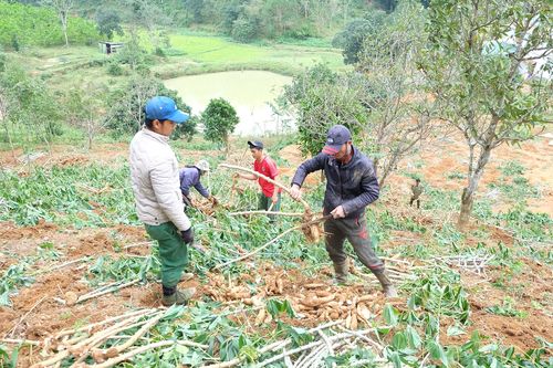 Khẩn trương phòng trừ bệnh khảm lá do virus gây hại trên cây sắn