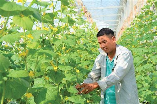 Đổi thay trên miền cát trắng