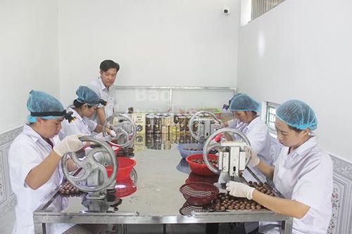 Công ty TNHH MTV Đạt Thủy: Hướng đi mới trong sản xuất và kinh doanh mắc ca