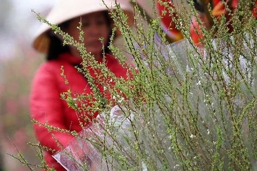 Đây là loài hoa khiến chị em 'điên đảo' mua sắm dịp Tết cổ truyền