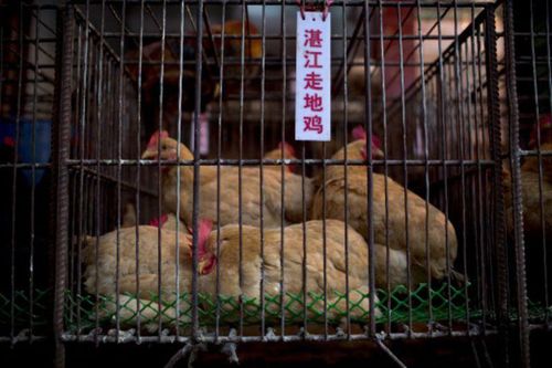 Chợ bán đồ tươi sống - khởi điểm dịch bệnh lạ ở Trung Quốc