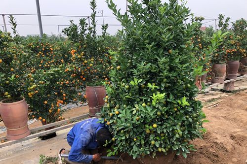 Chuyện đời dưới mỗi gốc quất