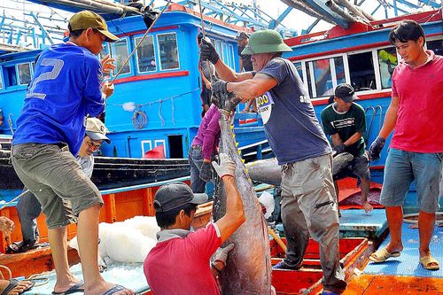 Chuyến biển xuyên tết