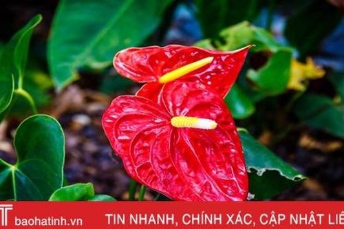 Chơi hoa tết, hoa nào có độc?