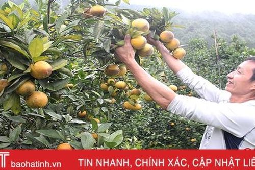 'Bà con chung sức, doanh nghiệp đồng hành, khó khăn mấy sản xuất nông nghiệp cũng vượt qua'