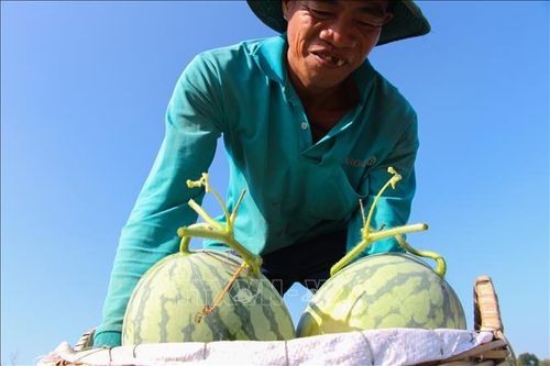Niềm vui của người trồng dưa hấu vụ Tết ở Hậu Giang