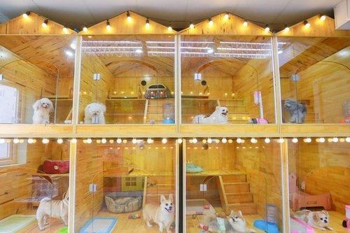 'Khách sạn chuẩn 5 sao' cho thú cưng dịp Tết, chi tiền triệu chưa chắc còn chỗ
